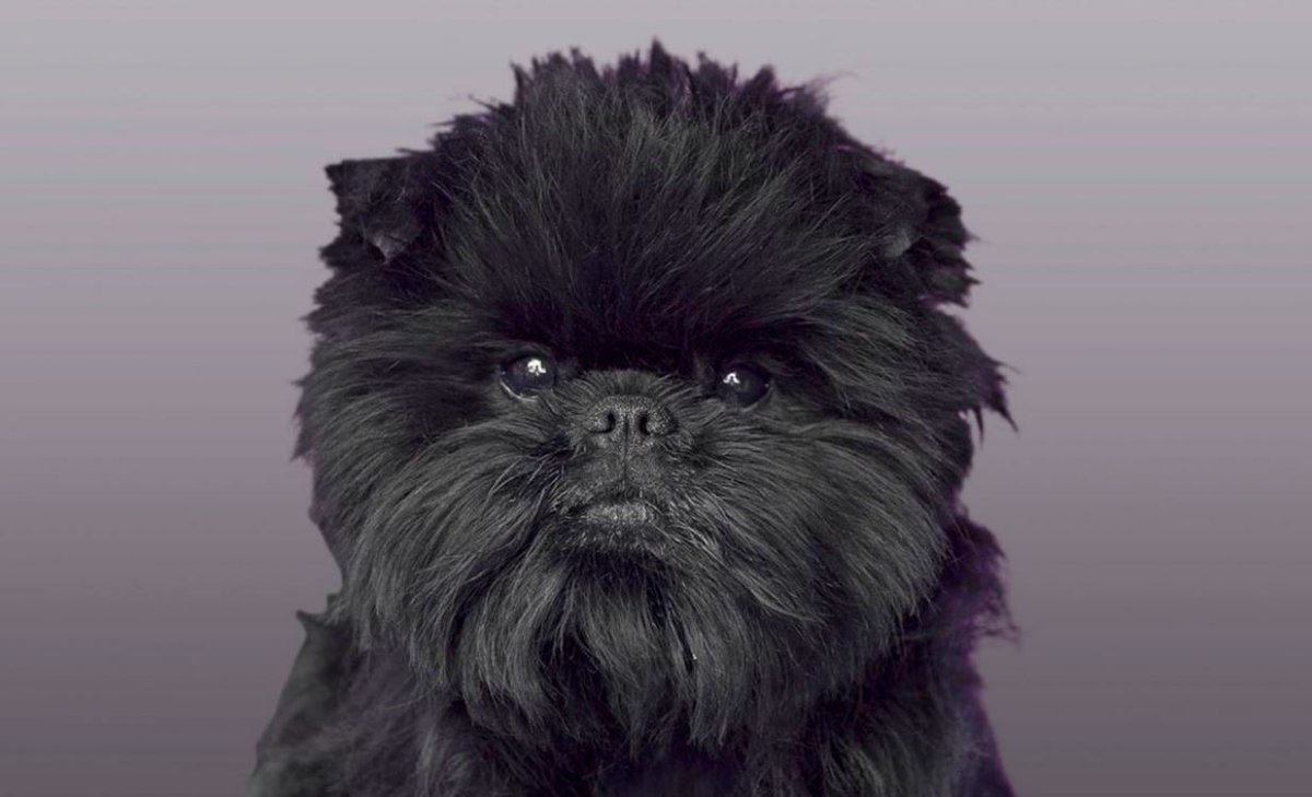 Аффенпинчер и Грифон