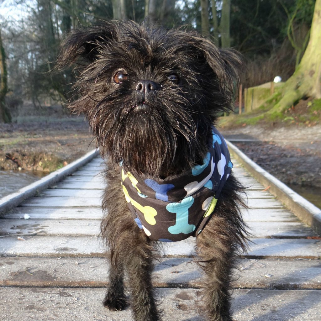 Аффенпинчер рыжий