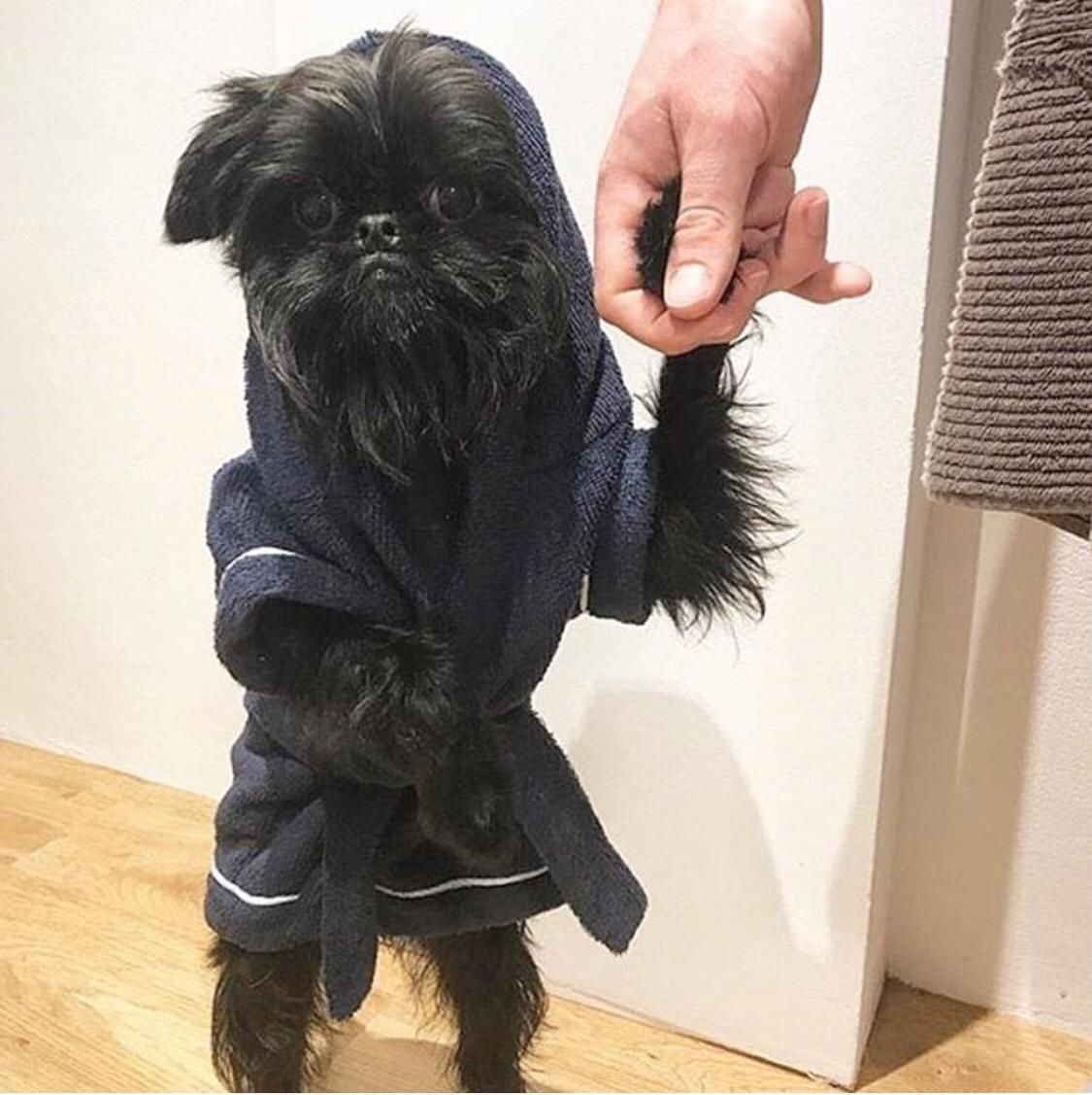 Собака похожая на чертика