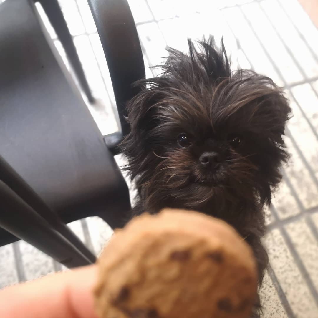 Овчарка Аффенпинчер