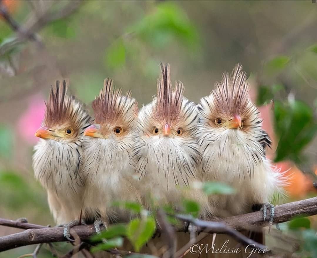 Птенцы кукушки Гуира