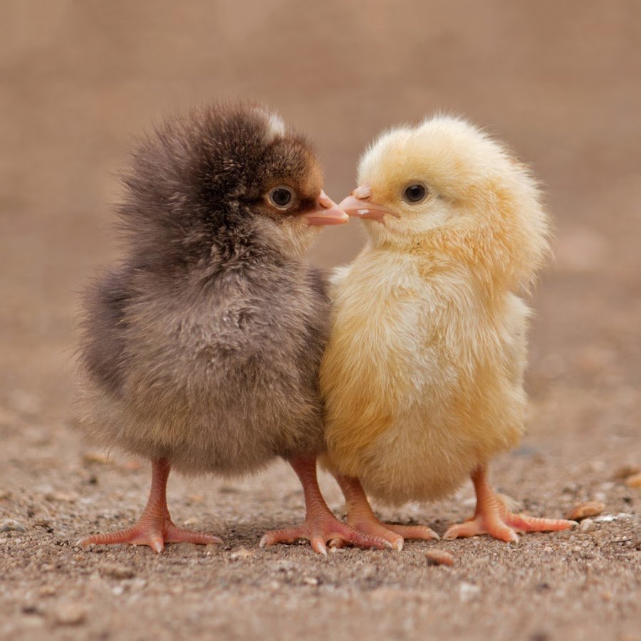 Милые птенцы