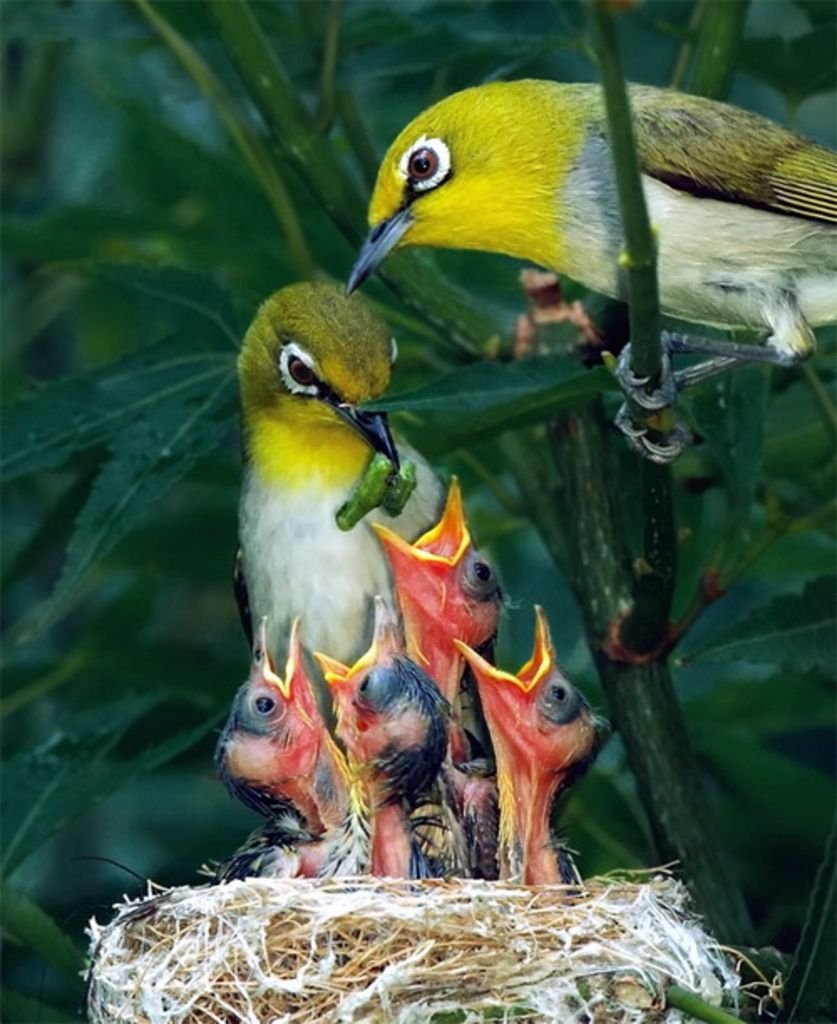 Птенцы экзотических птиц