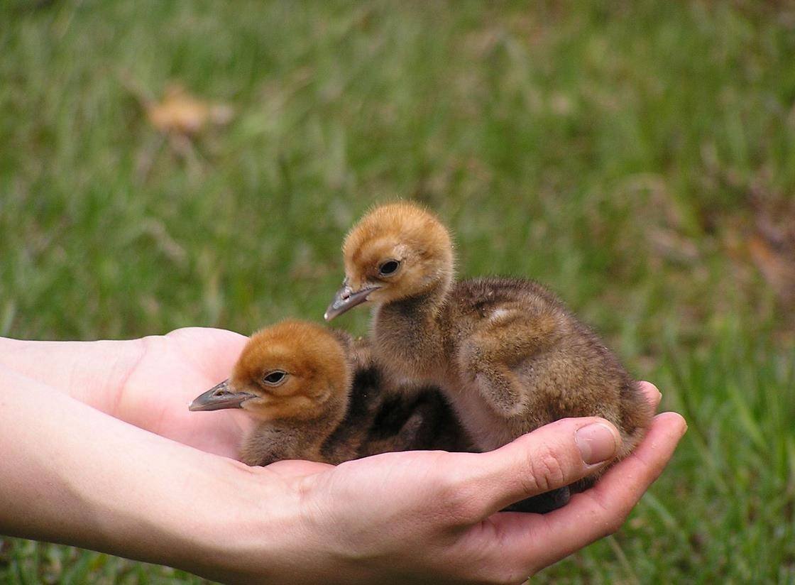 Стерх птенец