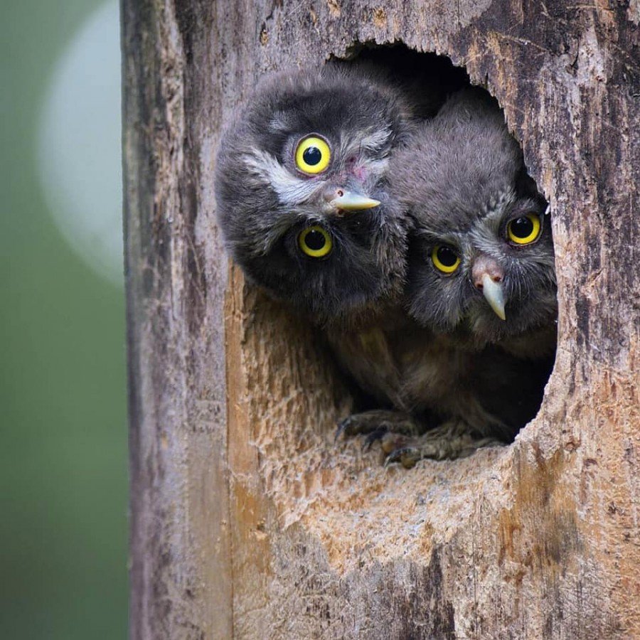 Гоацин птенец когти