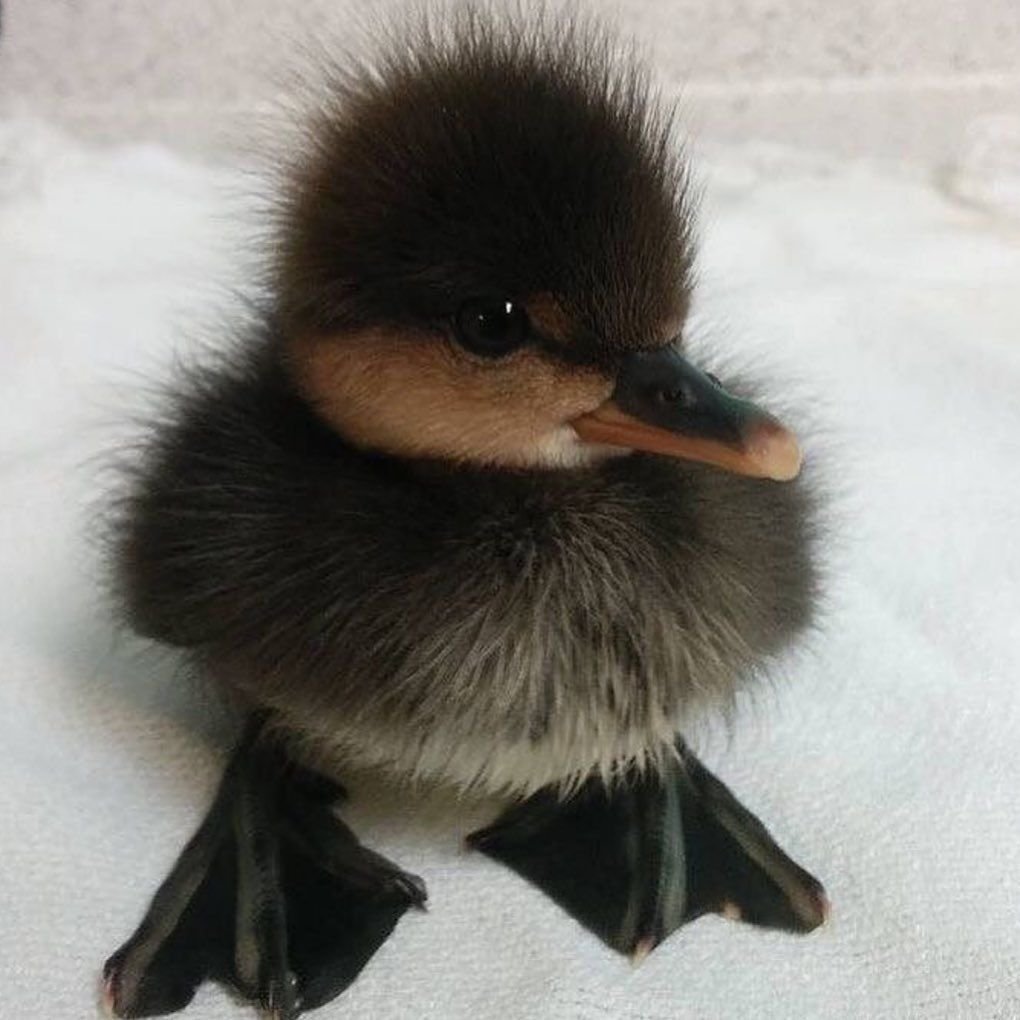 Амадина - Птичье гнездо