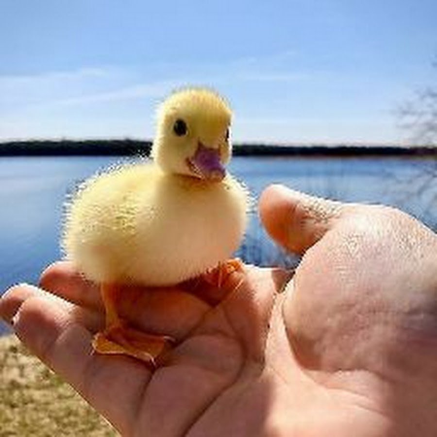 Обои с милыми уточками белыми живыми