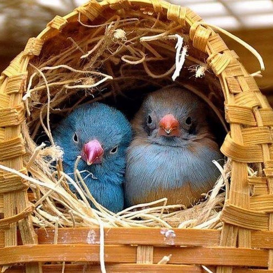 Птенцы в гнезде