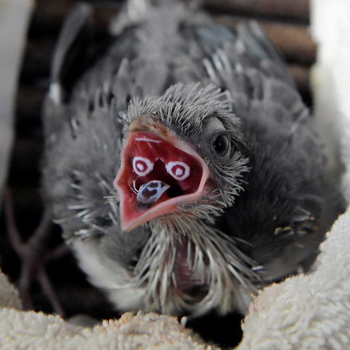 Птенец на земле