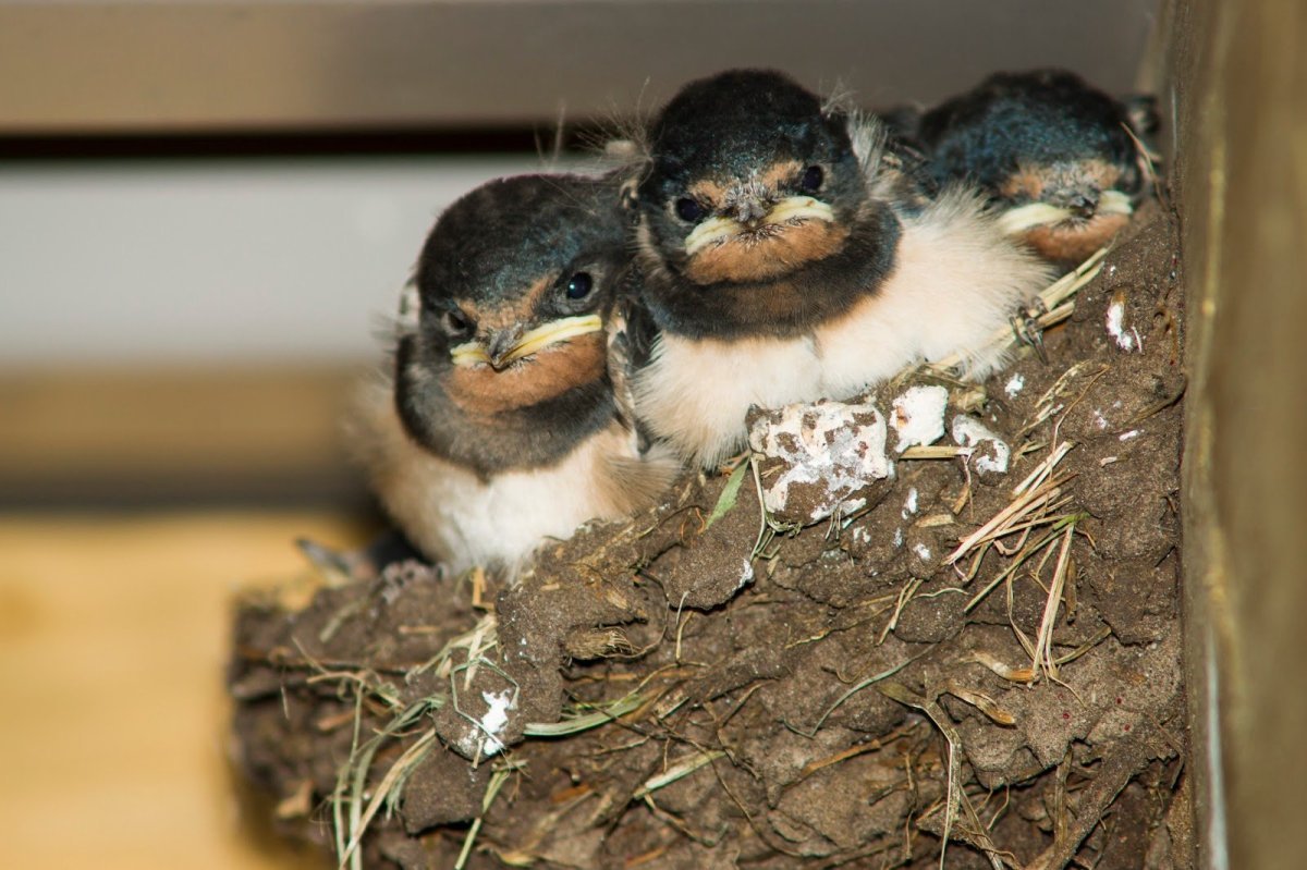 Птенцы деревенской ласточки