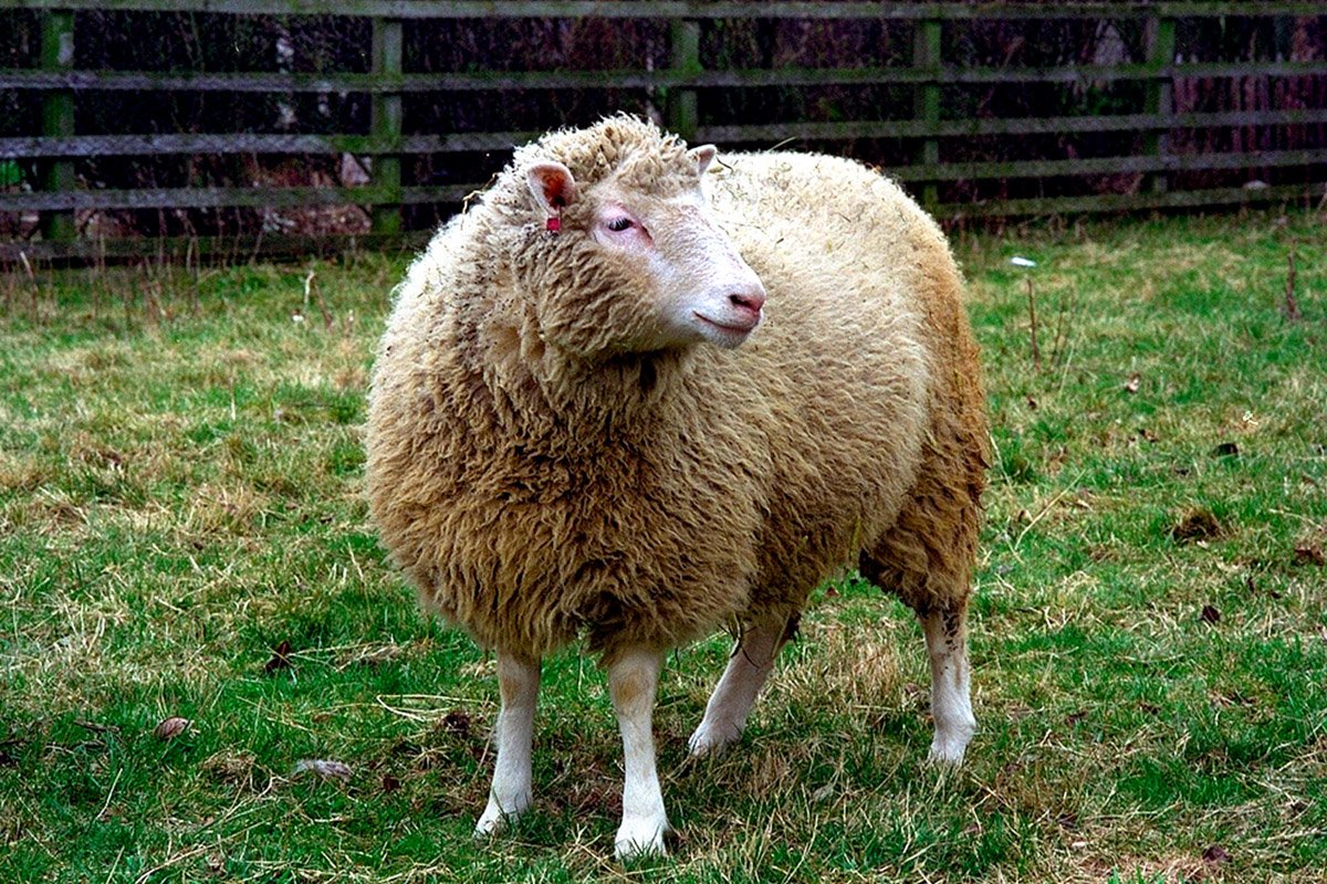 Клонированная Овечка Долли