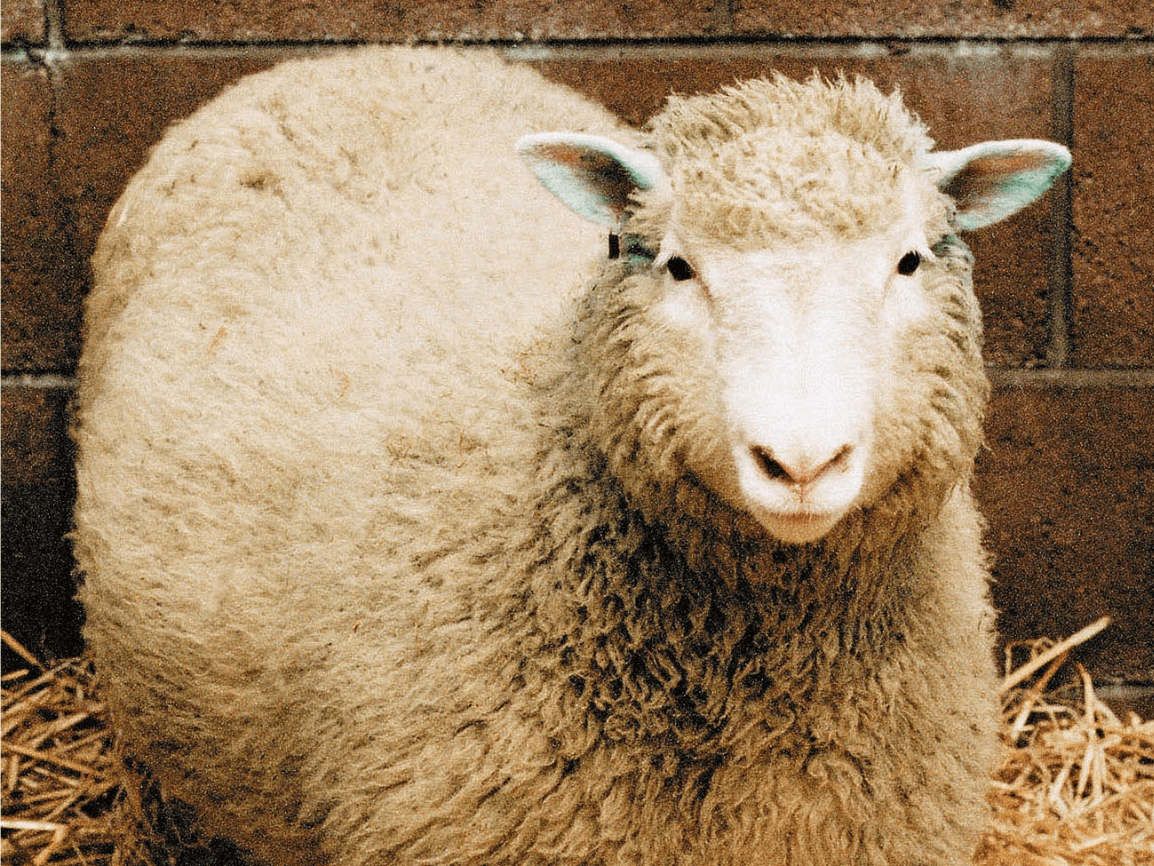 Генная инженерия овца Долли и