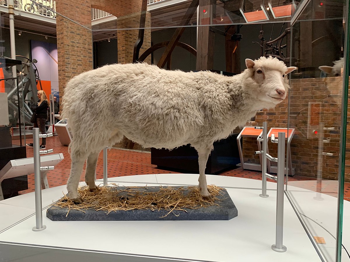 Овечка Долли в музее Шотландии