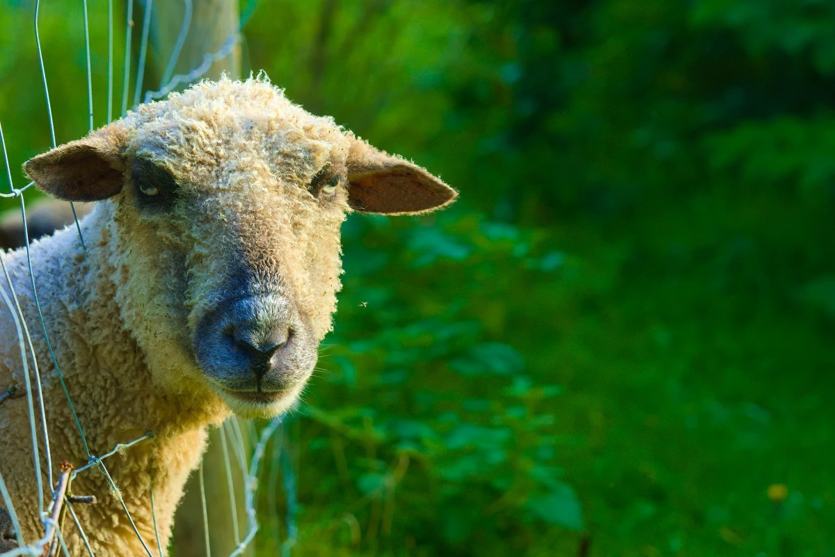 Клонирование овцы Долли