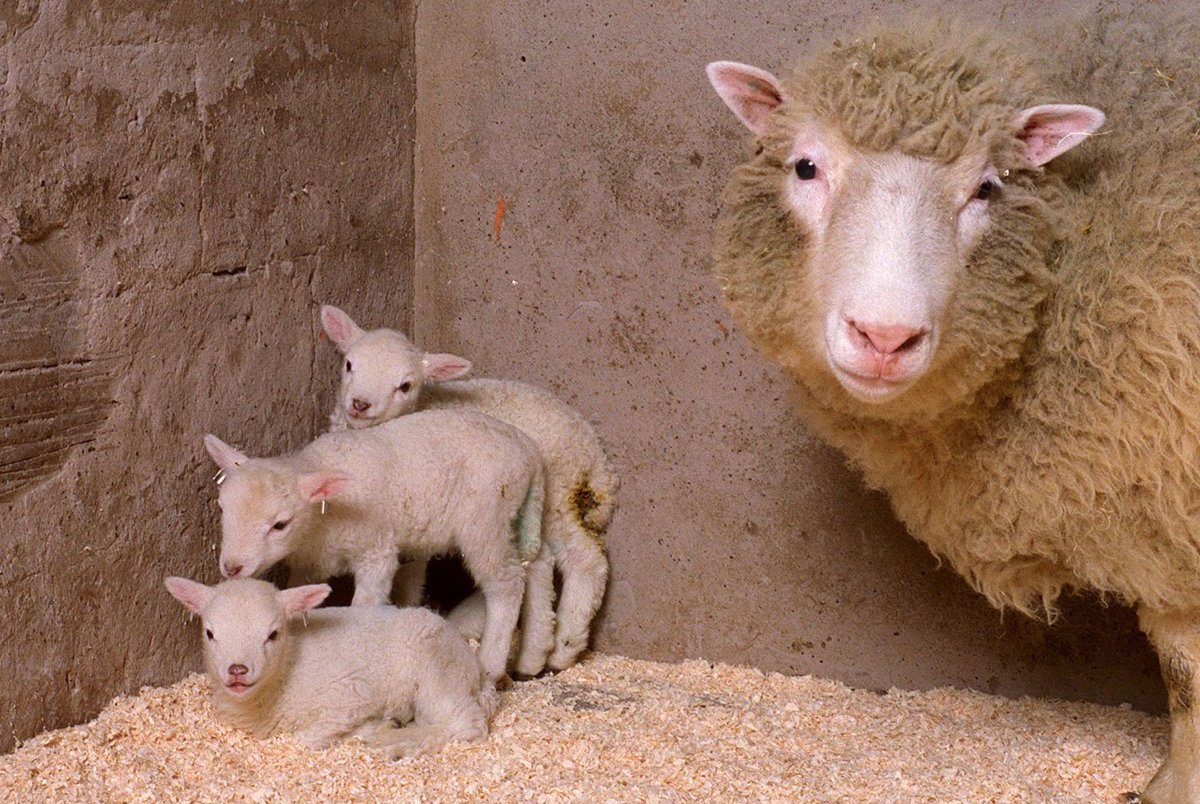 Овечка Долли клонирование