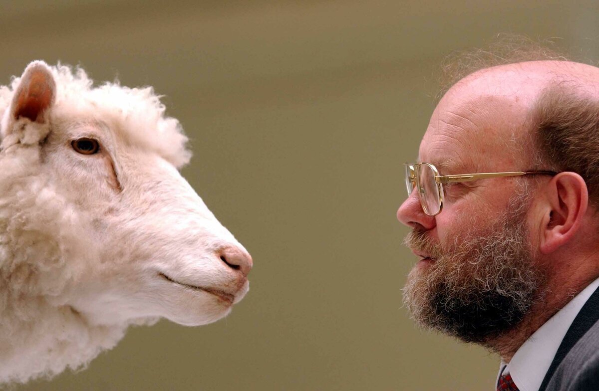 Овечка Долли схема клонирования