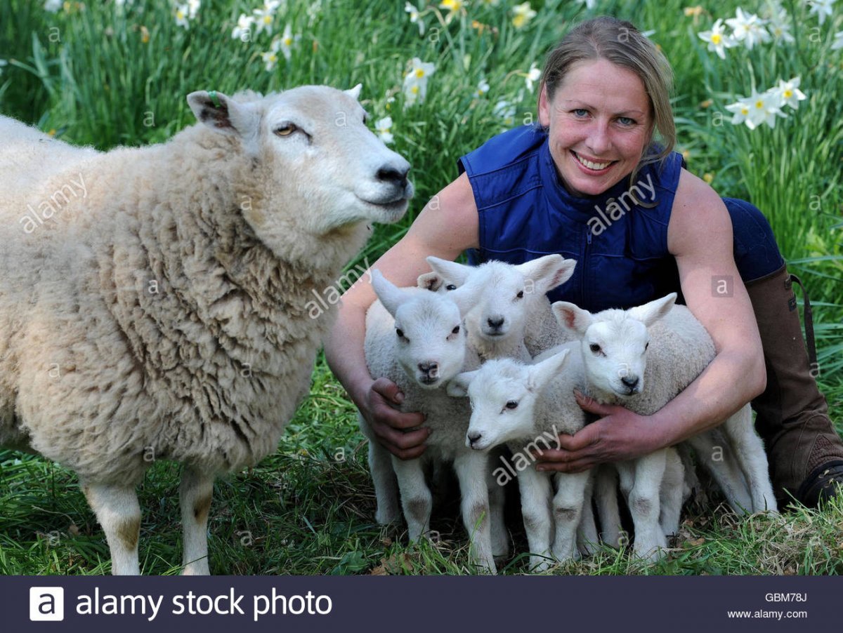 Дети овечки Долли