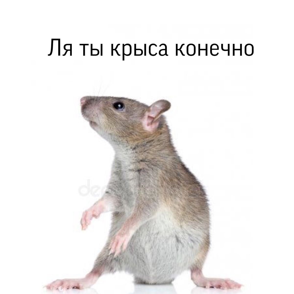 Рататуй гифки