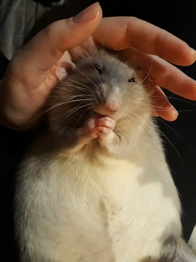 Шушера животное