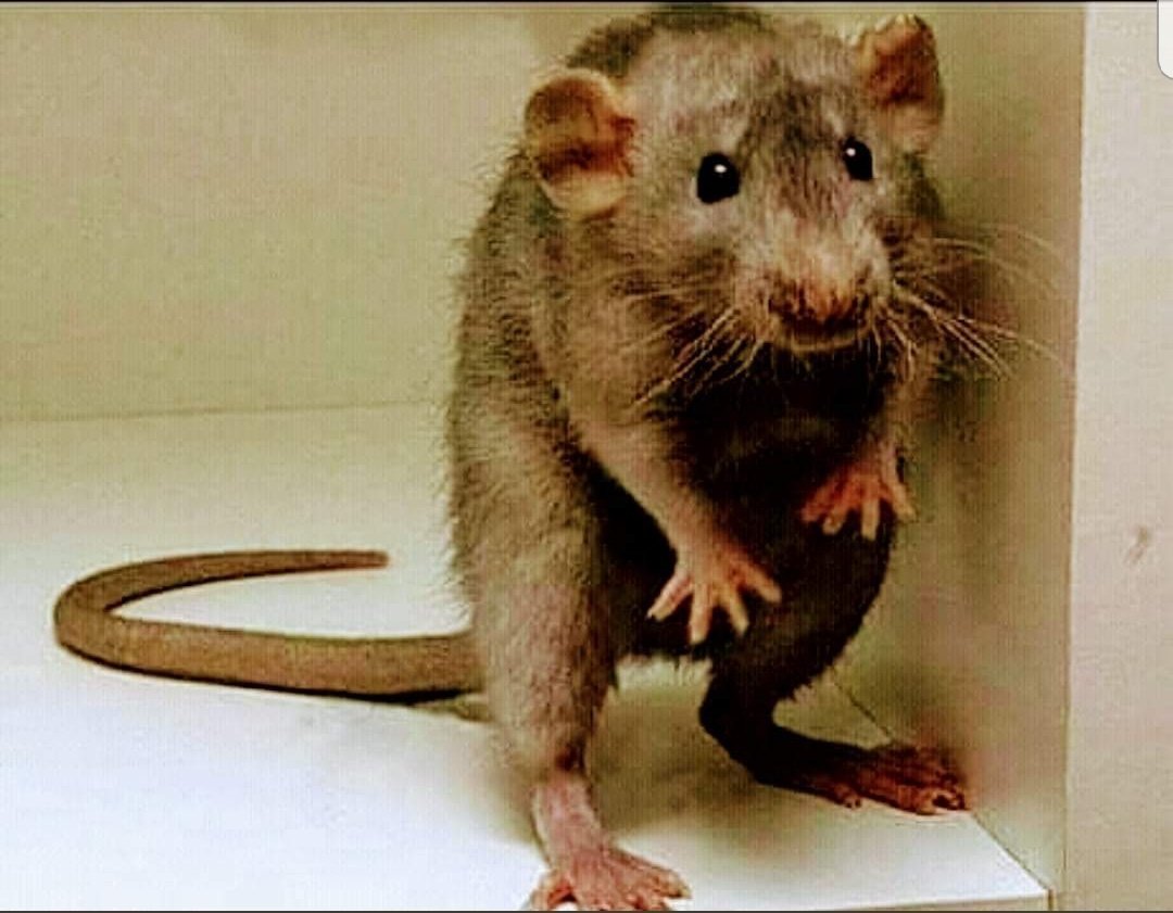 Смешная мышь