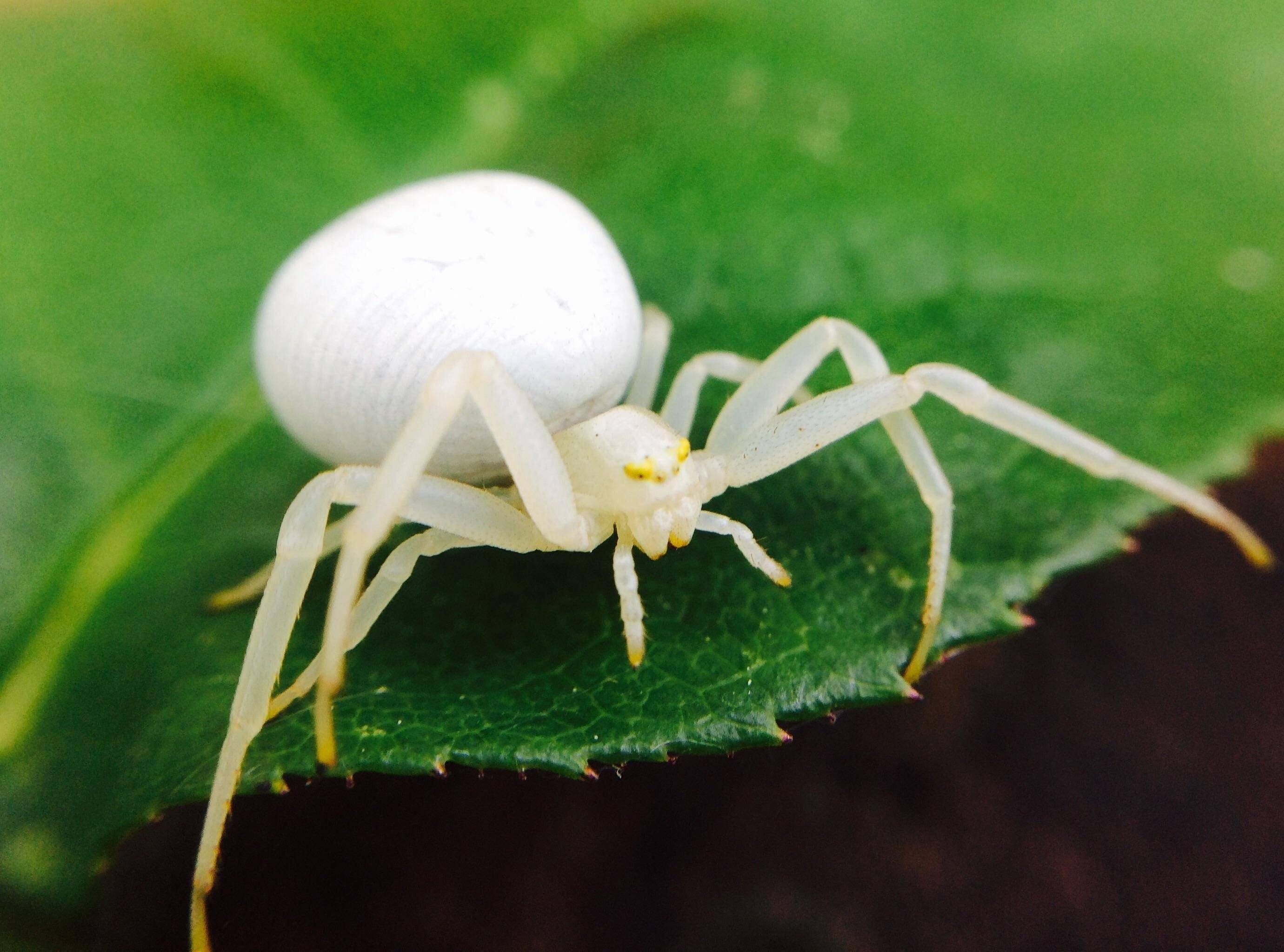 Маленький белый паук - 76 фото
