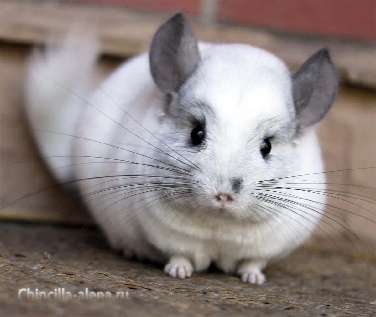 Шиншилла белый эбони