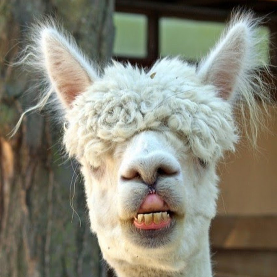 Белый козел с челкой