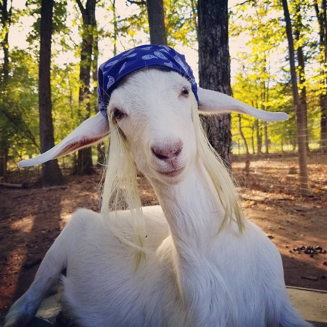 Костюм козла