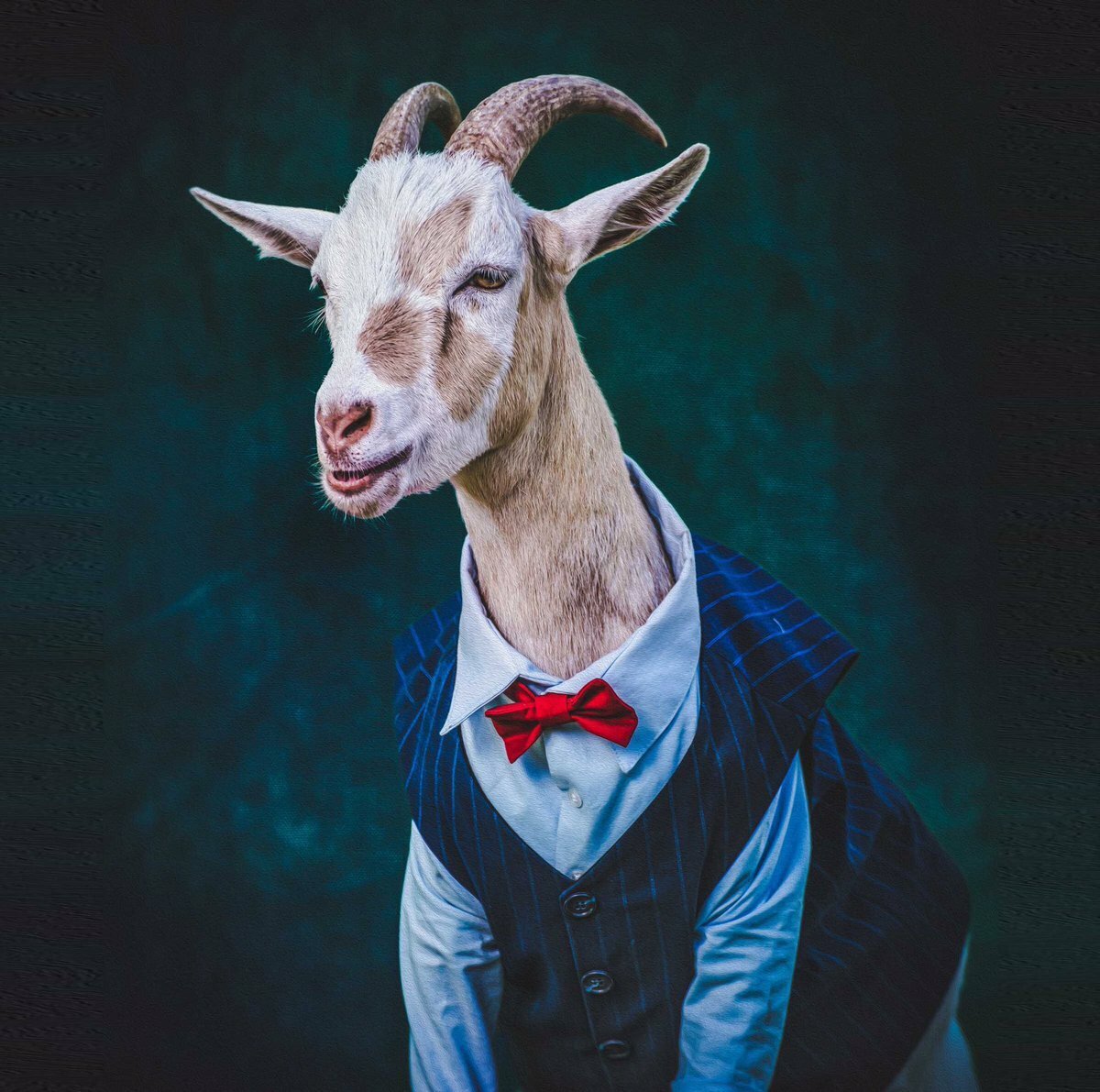 Коза и козёл