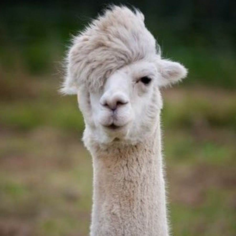 Безоаровый козел