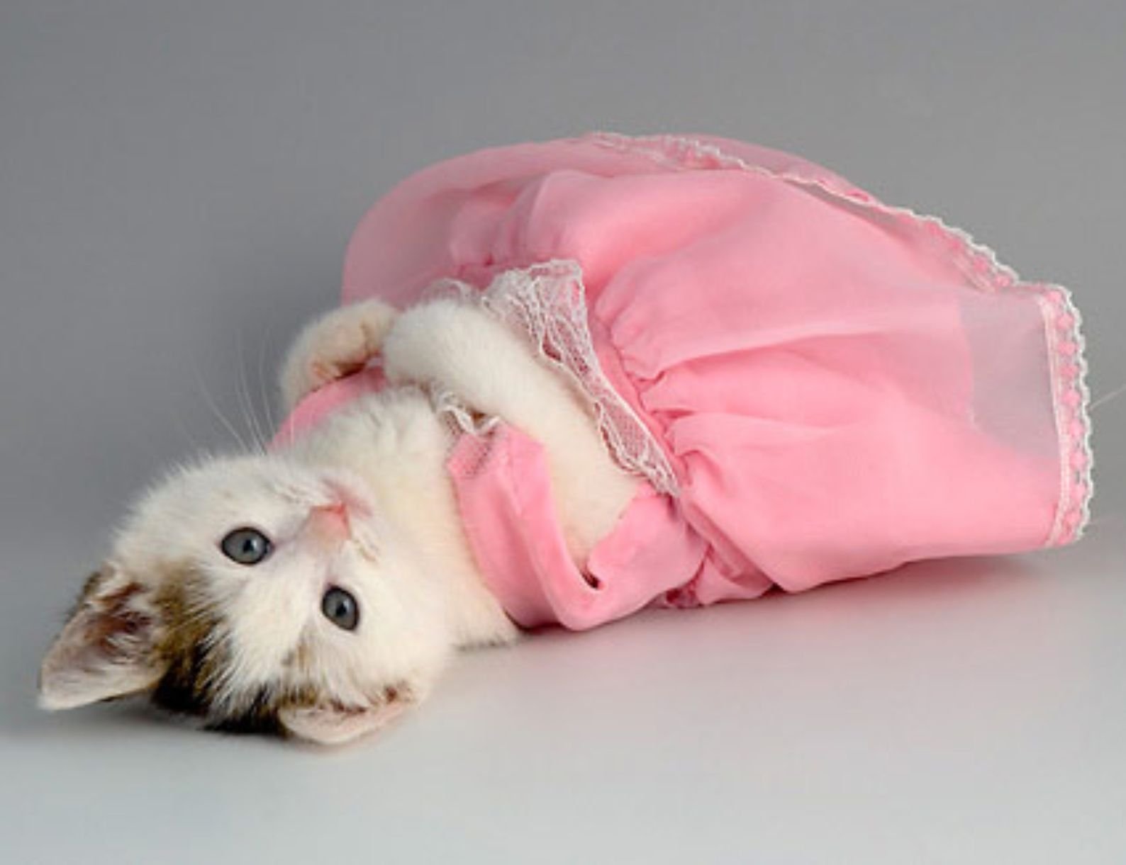 Платье розовое с кошками