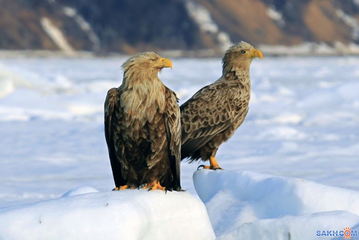 Дикая природа Сахалина