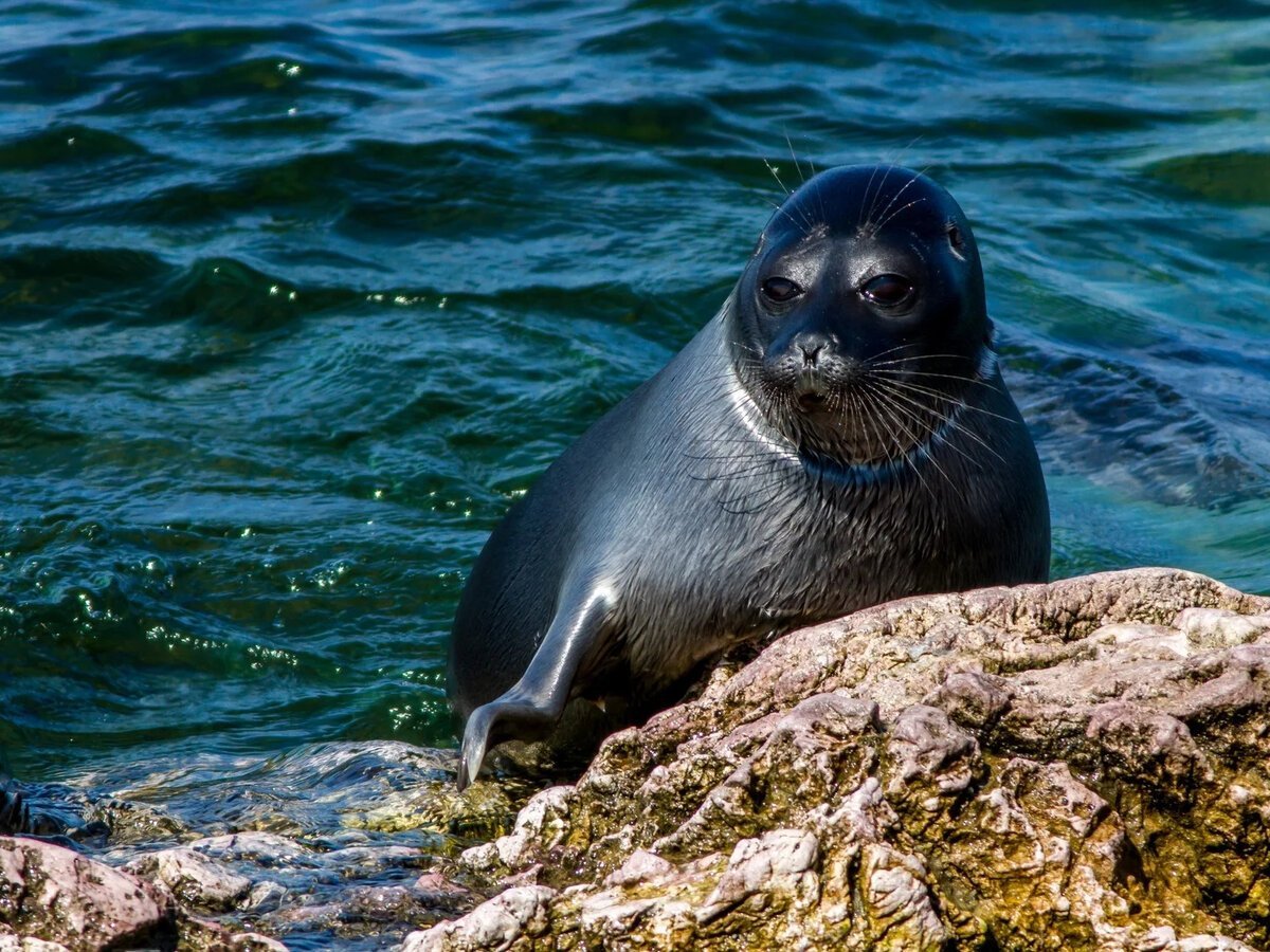Курильские острова фауна