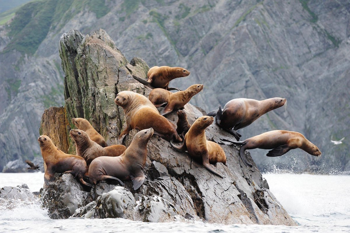 Лапландский заповедник Росомаха
