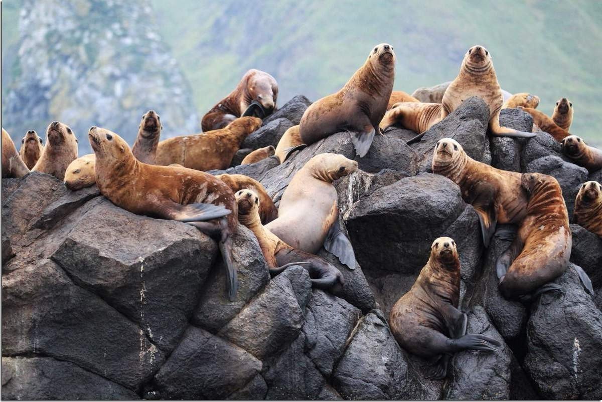 Животный мир Сахалина