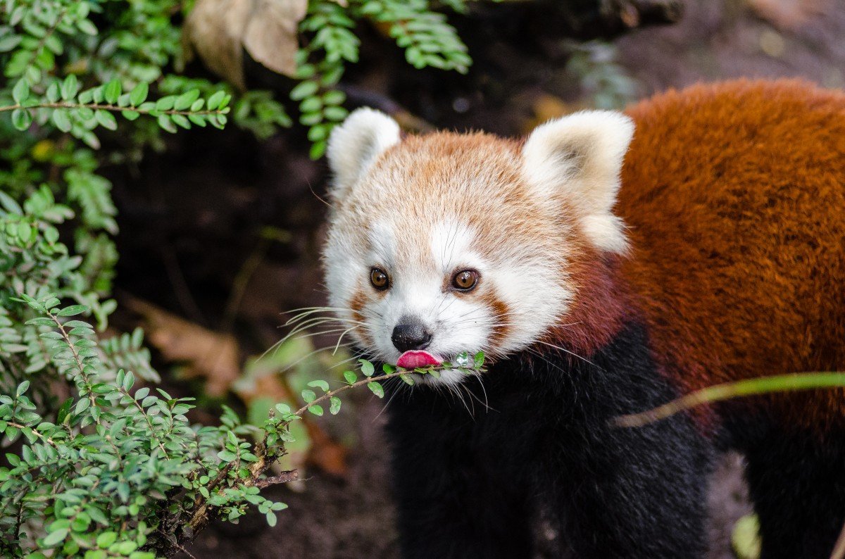 Нерпы ларги в Приморье