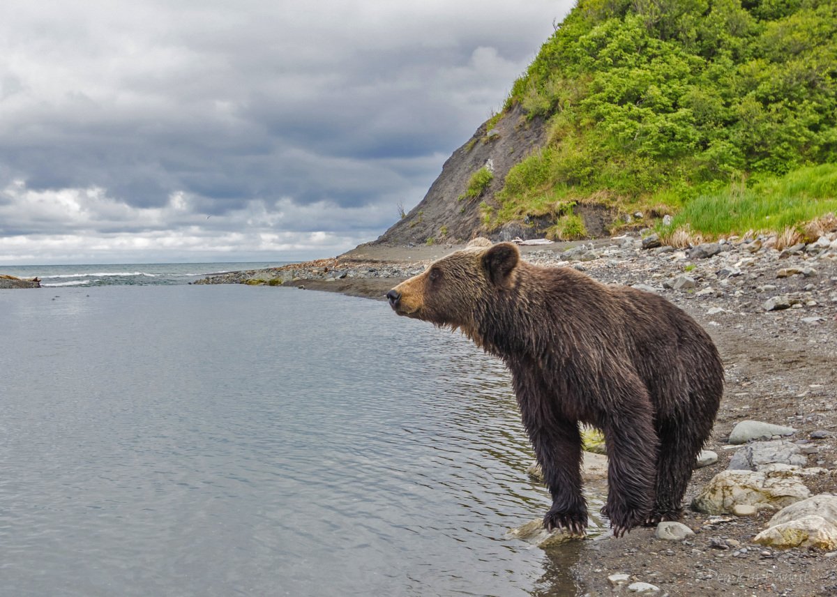 Бурые медведи Сахалинской области