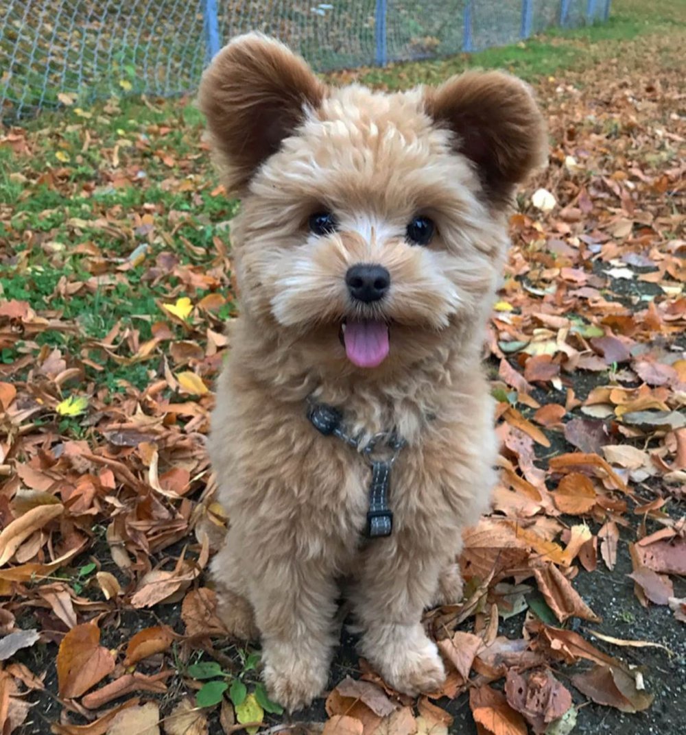 Тедди собака порода