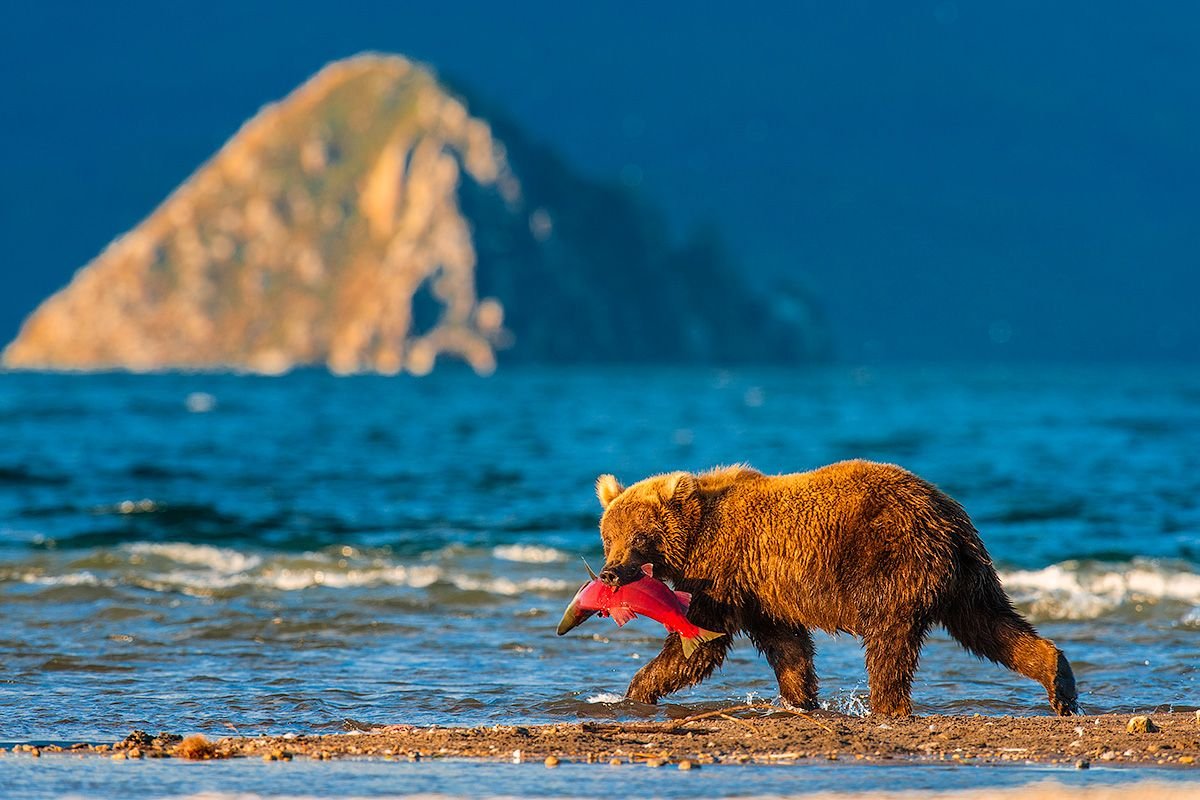 Остров Тюлений