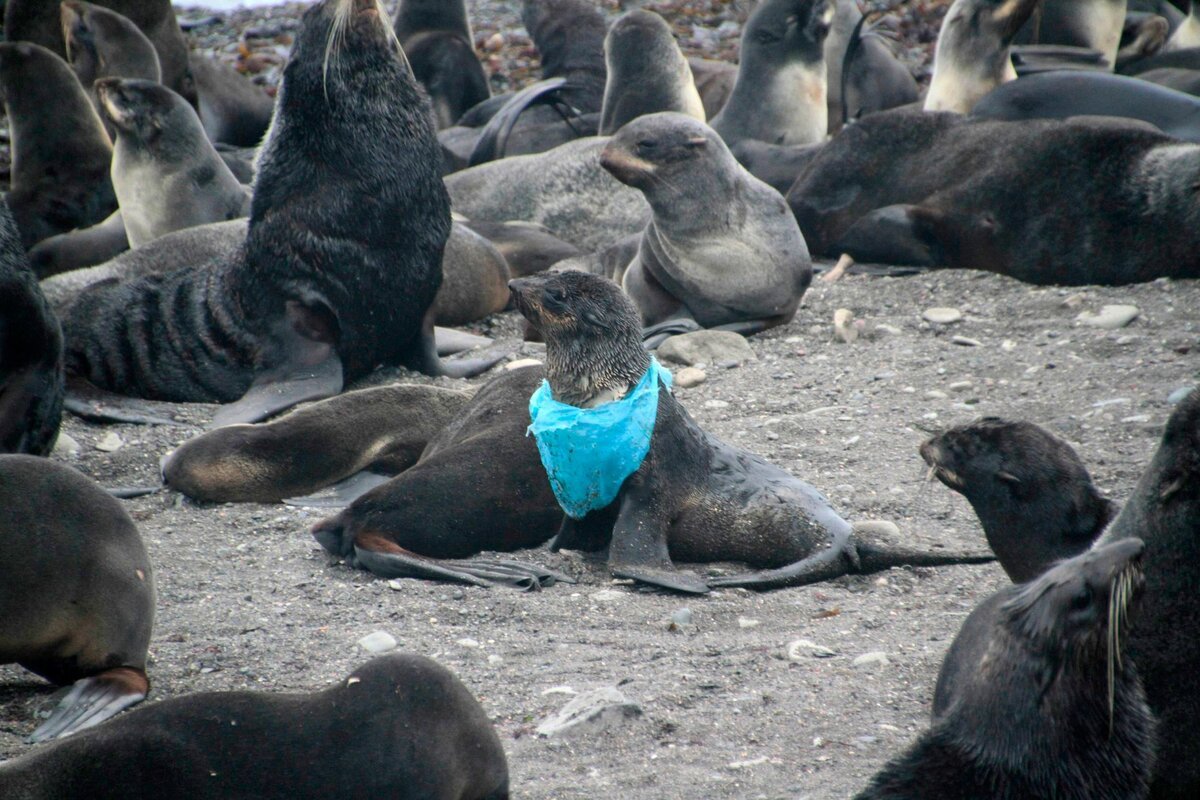 Зоопарк в Южно Сахалинске