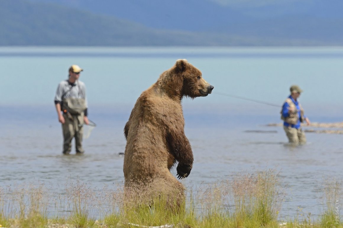 Сихотэ-Алинский заповедник олени