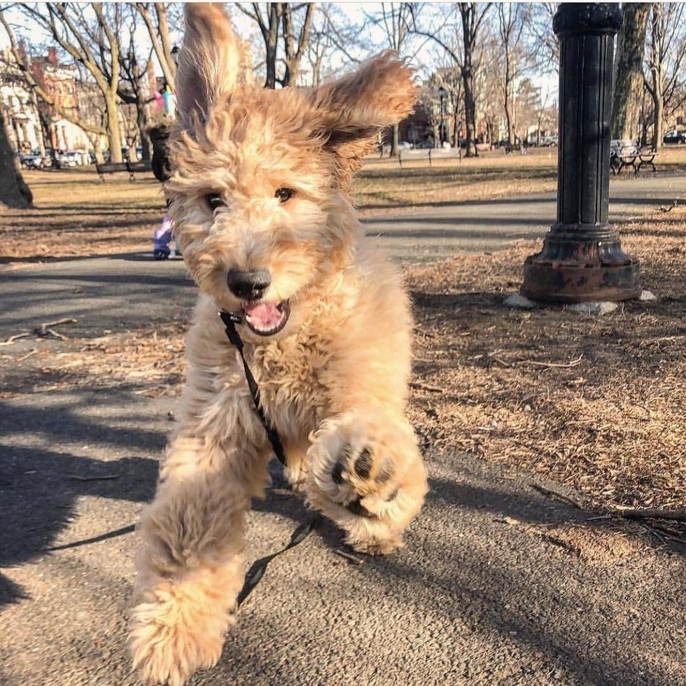 Метис пуделя и чихуахуа