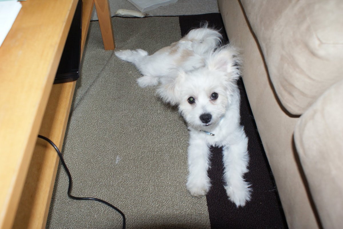 Метис Йорка и Болонки