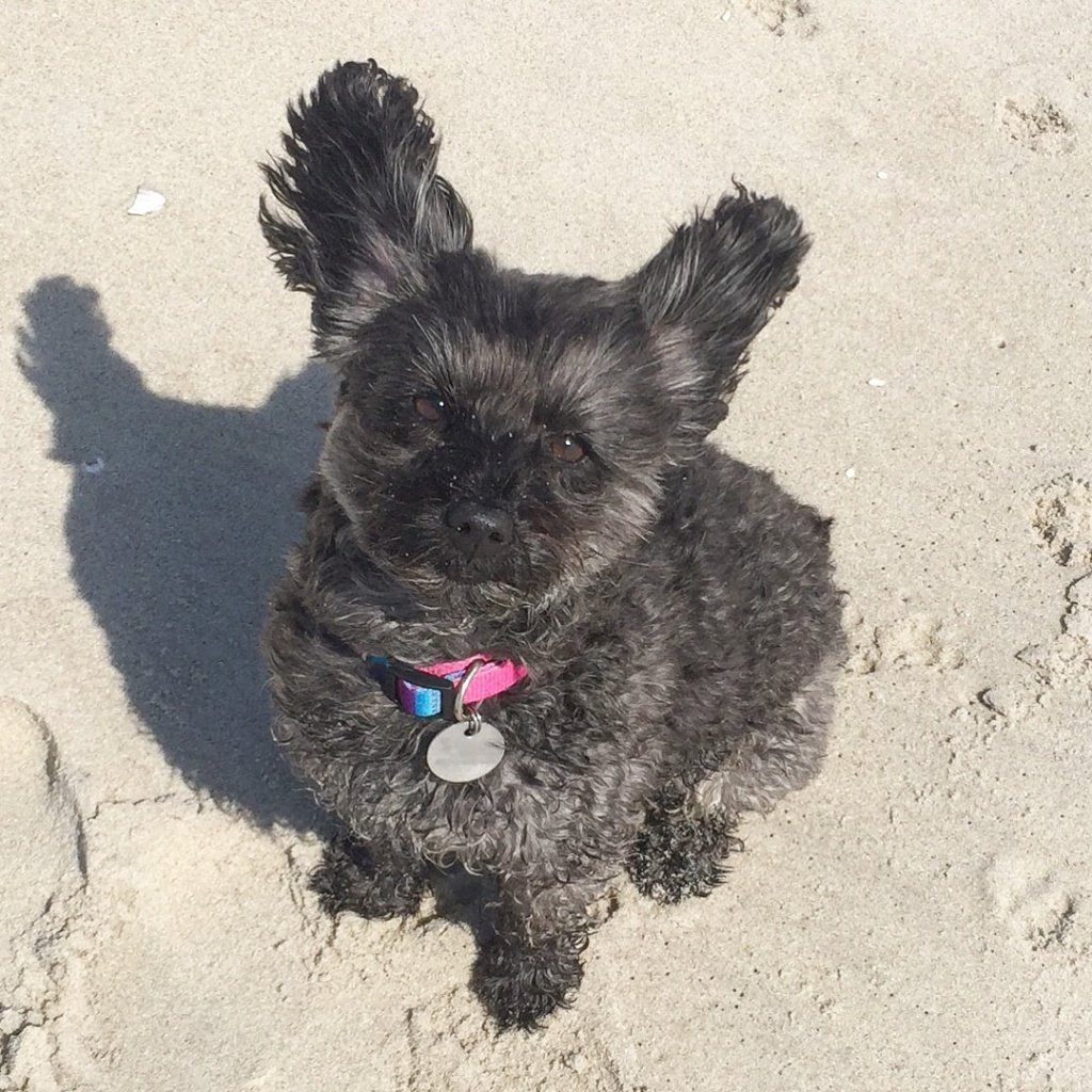 Йоркширский терьер пудель