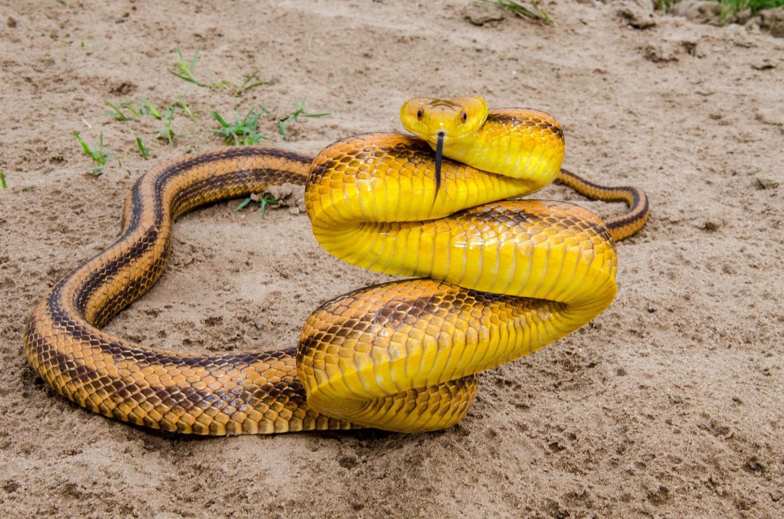 Красно желтая змея. Обсолета леуцист полоз. Флоридская кукурузная змея. Pantherophis obsoletus quadrivittatus. Мексиканская кукурузная змея.