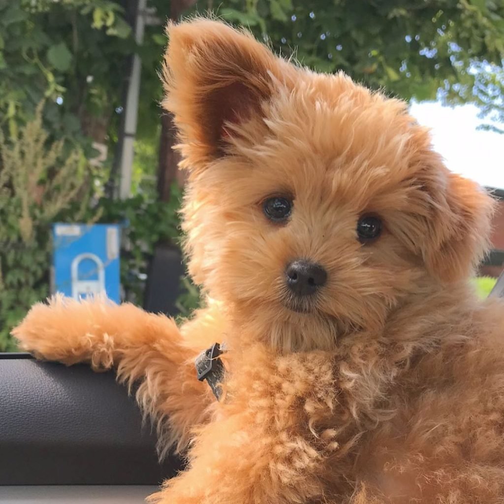 Pomapoo порода собаки