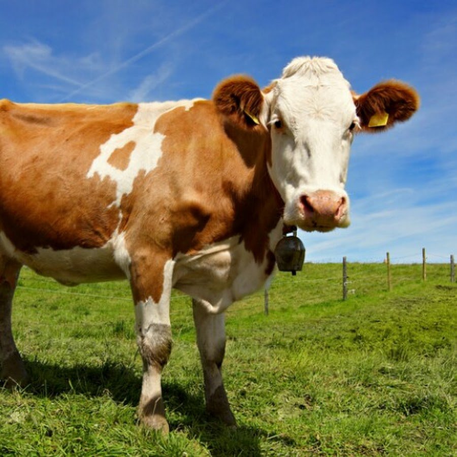 Симментальская порода коров