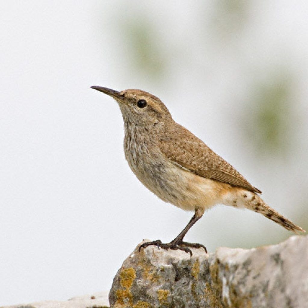 Длинноклювый крапивник