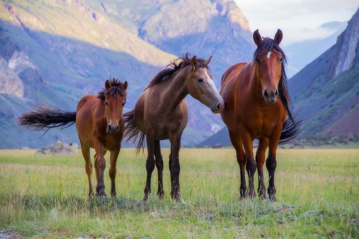 Дикие лошади на Алтае