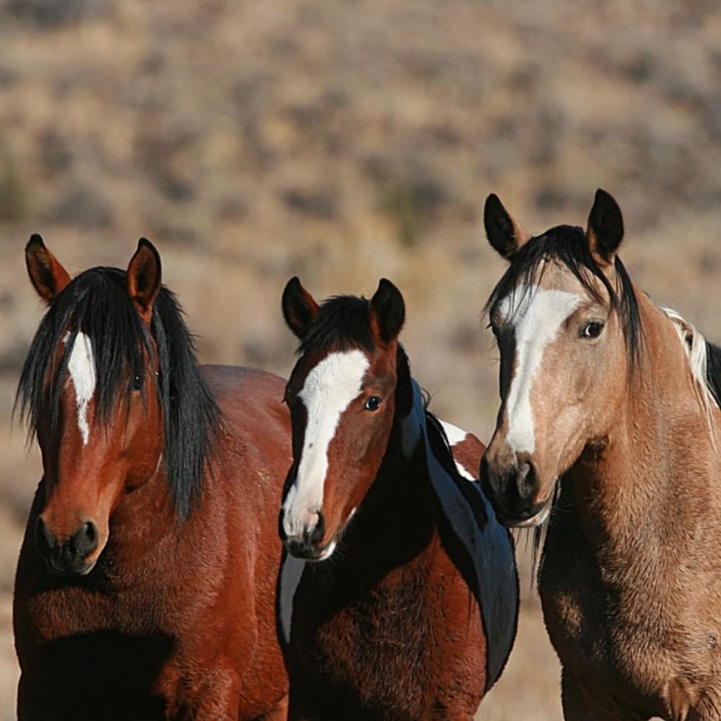 Дикие лошади в России